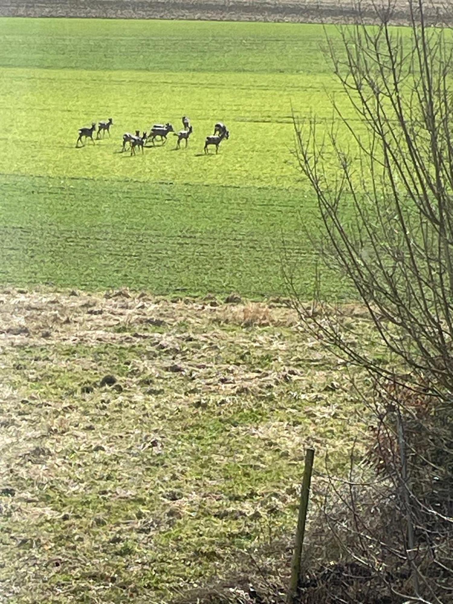 Feierabend Lejlighed Gottmadingen Eksteriør billede